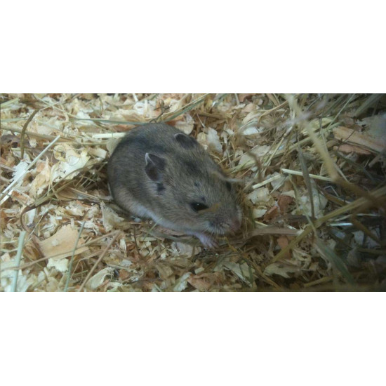 Hamster Chinois de Jardinerie Bordeaux Libourne Gironde dans Les Hamsters