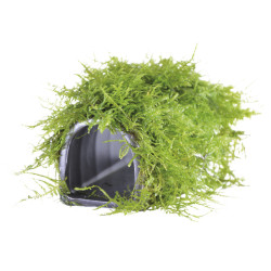 DECO ABRI MOUSSE POUR POISSON de Superfish - Aquadistri - accessoires pour aquarium et bassin dans Plantes d'aquarium