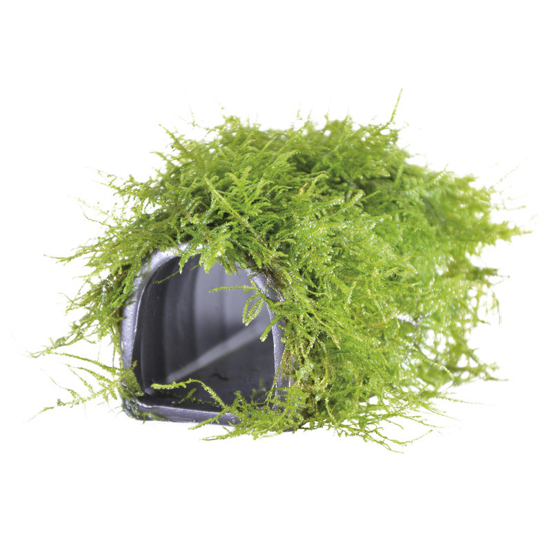 DECO ABRI MOUSSE POUR POISSON de Superfish - Aquadistri - accessoires pour aquarium et bassin dans Plantes d'aquarium