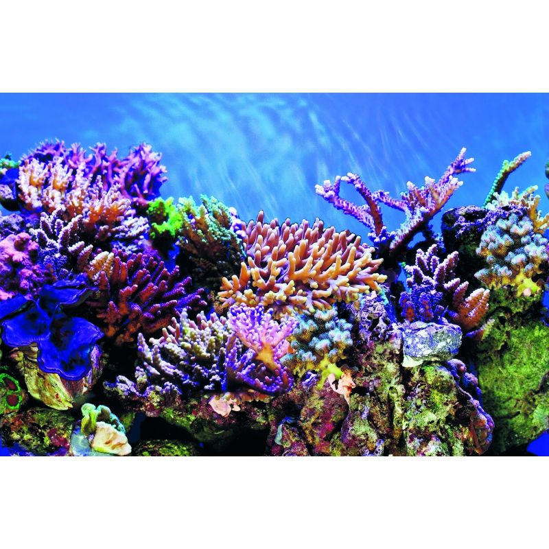 DECO POSTER A4 120X49 CM de Superfish - Aquadistri - accessoires pour aquarium et bassin dans Posters pour aquariums