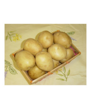 Sirtema 40/50 3Kg De Plants De Pomme De Terre de Bernard - pomme de terre dans sac de 3kg de pomme de terre à planter
