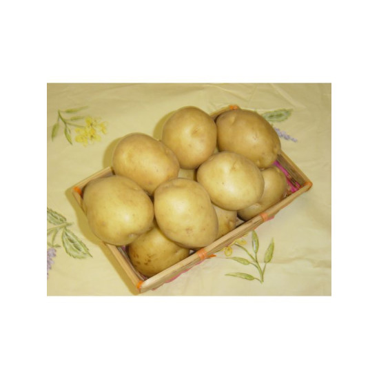 Sirtema 40/50 3Kg De Plants De Pomme De Terre de Bernard - pomme de terre  dans sac de 3kg de pomme de terre à planter