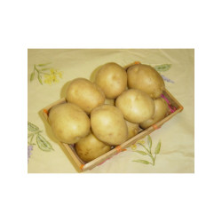 Sirtema 40/50 3Kg De Plants De Pomme De Terre de Bernard - pomme de terre  dans sac de 3kg de pomme de terre à planter
