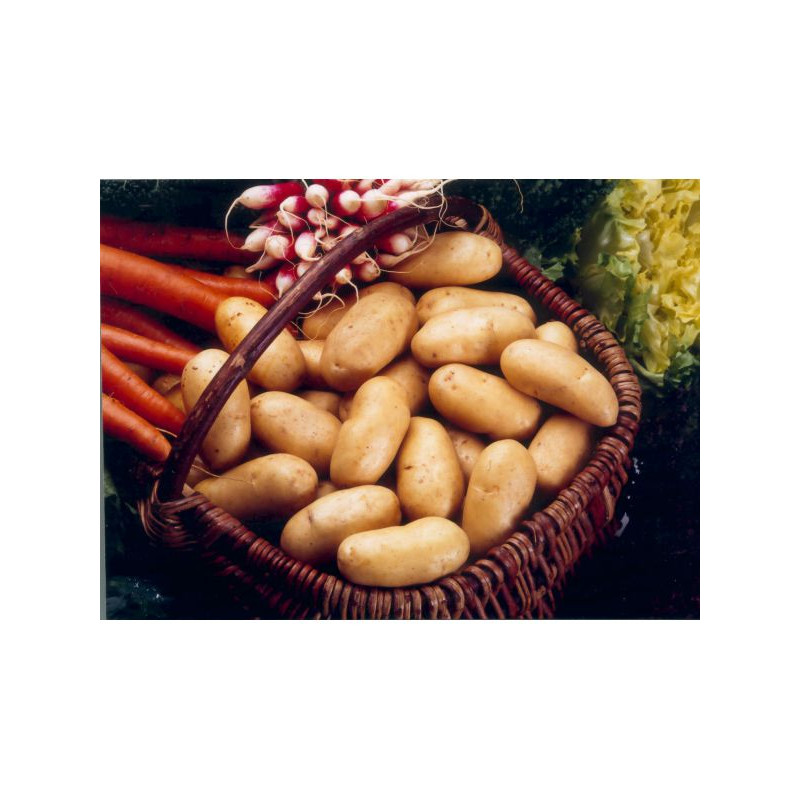 Charlotte 25/32 1.5Kg -  De Pomme De Terre de Bernard - pomme de terre  dans sac de 1,5 kg de pomme de terre à planter