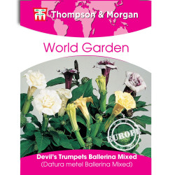 TROMPETTE DES ANGES - DATURA M. BA. - sachet de de Thompson et Morgan - Tout pour le jardin dans Graines de fleurs exotiques