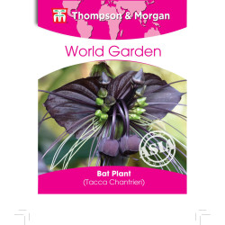 FLEUR CHAUVE-SOURIS - TACCA CHANTR. - sachet de de Thompson et Morgan - Tout pour le jardin dans Graines de fleurs exotiques