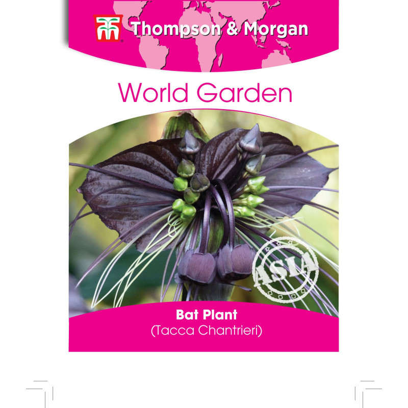 FLEUR CHAUVE-SOURIS - TACCA CHANTR. - sachet de de Thompson et Morgan - Tout pour le jardin dans Graines de fleurs exotiques