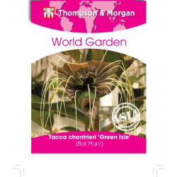 FLEUR CHAUVE-SOURIS - TACCA GREEN - sachet de gr de Thompson et Morgan - Tout pour le jardin dans Graines de fleurs exotiques