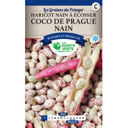 Haricot Nain Coco Rose De Prague 220g -graines de Les Doigts Verts - graines de Gironde à Bordeaux dans Graines de Haricot