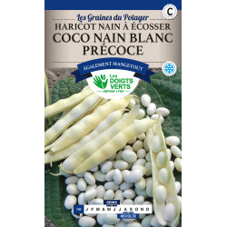 Haricot Nain Coco Blanc Precoce 220g -graines de Les Doigts Verts - graines de Gironde à Bordeaux dans Graines de Haricot