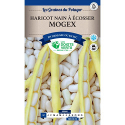 Haricot Nain Mogex 200G -graines de Les Doigts Verts - graines de Gironde à Bordeaux dans Graines de Haricot