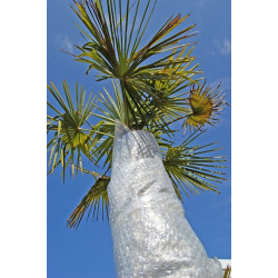 FILM A BULLE PROTECTION 1X5M de Jardinerie Bordeaux Libourne Gironde dans Protection d'Hiver