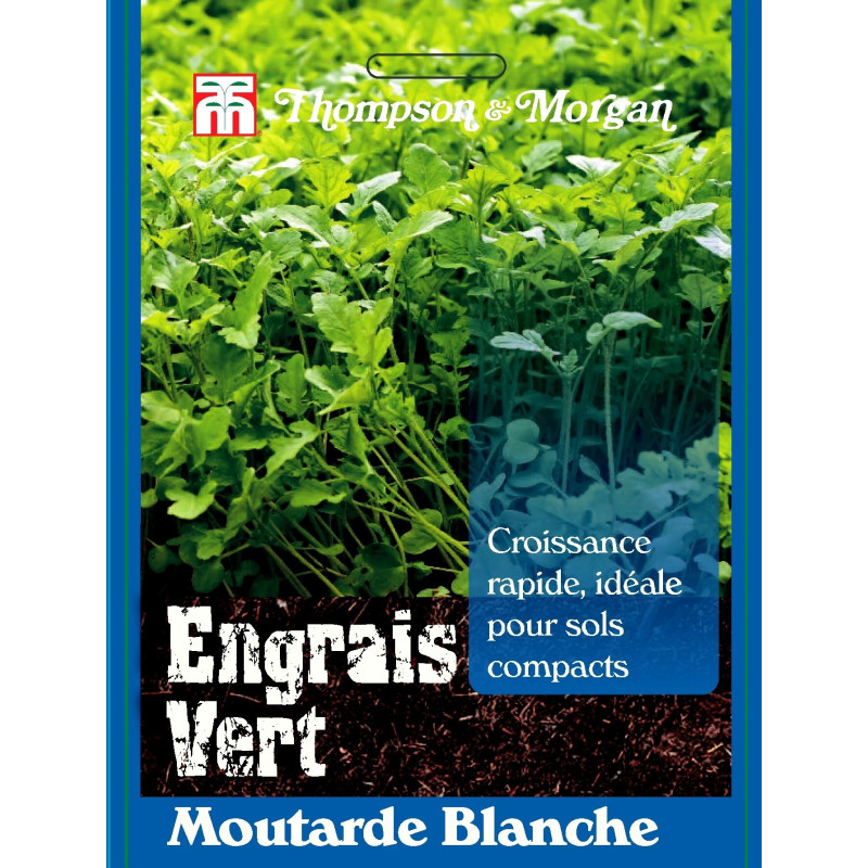 Moutarde Blanche - sachet de graines de Thompson et Morgan - Tout pour le jardin dans Graines de Jachere fleurie