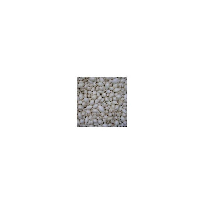 Oignon Snowball Blanc (14/21) 250G à planter de Les Doigts Verts - graines de Gironde à Bordeaux dans Oignon - Ail - echalote...