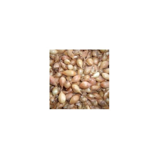 Oignon Sturon Long (14/21) 500G à planter de Les Doigts Verts - graines de Gironde à Bordeaux dans Oignon - Ail - echalote à ...