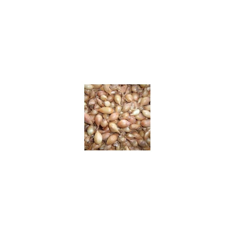 Oignon Sturon Long (14/21) 500G à planter de Les Doigts Verts - graines de Gironde à Bordeaux dans Oignon - Ail - echalote à ...