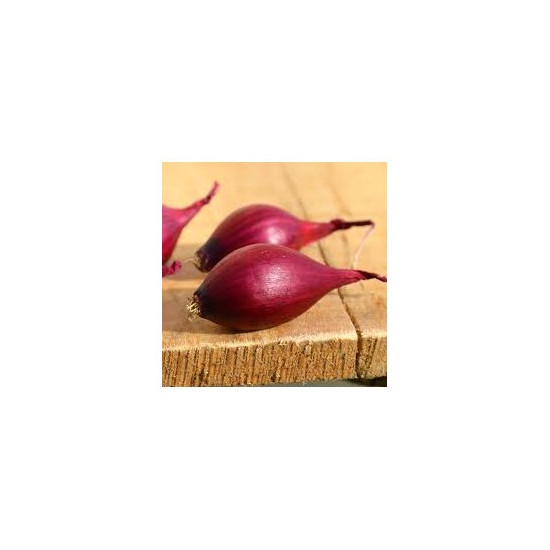 Oignon Rouge Karmen (14/21) 250G à planter de Les Doigts Verts - graines de Gironde à Bordeaux dans Oignon - Ail - echalote à...