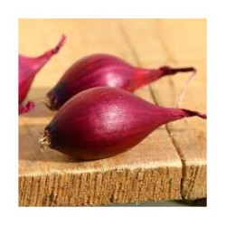 Oignon Rouge Karmen (14/21) 250G à planter de Les Doigts Verts - graines de Gironde à Bordeaux dans Oignon - Ail - echalote à...
