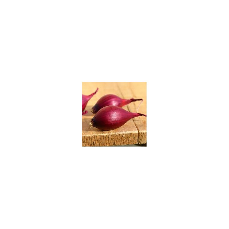 Oignon Rouge Karmen (14/21) 250G à planter de Les Doigts Verts - graines de Gironde à Bordeaux dans Oignon - Ail - echalote à...