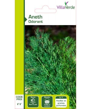 Aneth officinale cp2