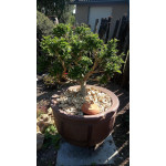 OLLAS ORIGIN O6 - 12L JAMET de Jardinerie Bordeaux Libourne Gironde dans Arrosage ancestrale - Ollas