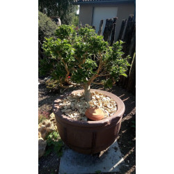 OLLAS ORIGIN O4 - 6L JAMET de Jardinerie Bordeaux Libourne Gironde dans Arrosage ancestrale - Ollas