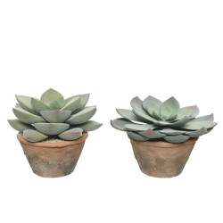 /PLANTE GRASSE POT TERRA de Kaemingk - deco de la maison dans Plantes artificielles