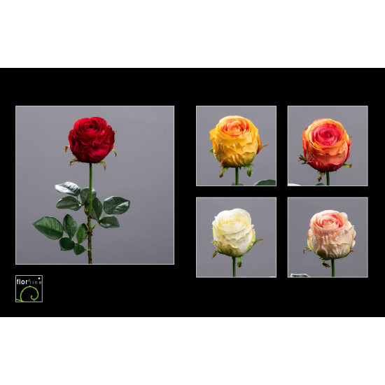 TIGE ROSE EQUATEUR 71CM JAUNE/ORANGE de Fleur artificielle dans Fleur artificielle