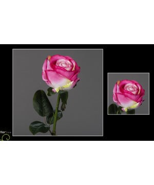 Tige rose ouverte 63cm fuchsia de Jardinerie Bordeaux Libourne Gironde dans Fleur et plante artificielle