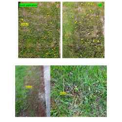PROP'GAZON CONTRE mauvaises herbes 1L de Clairland - Desherbant dans Désherbant pour le gazon