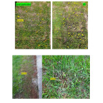 PROP'GAZON CONTRE mauvaises herbes 1L de Clairland - Desherbant dans Désherbant pour le gazon