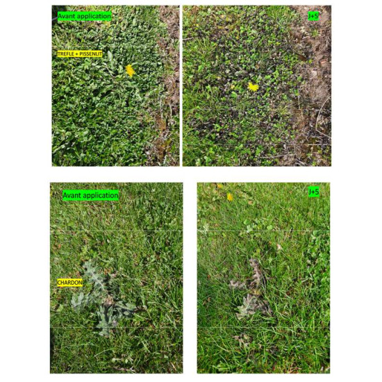 PROP'GAZON CONTRE mauvaises herbes 1L de Clairland - Desherbant dans Désherbant pour le gazon