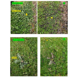 PROP'GAZON CONTRE mauvaises herbes 1L de Clairland - Desherbant dans Désherbant pour le gazon