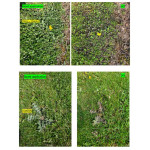 PROP'GAZON CONTRE mauvaises herbes 1L de Clairland - Desherbant dans Désherbant pour le gazon