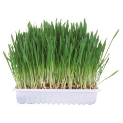 Bac D'Herbe Aux Petits Animaux. 100 G de Trixie - Produit pour animaux dans Nourriture pour rongeurs