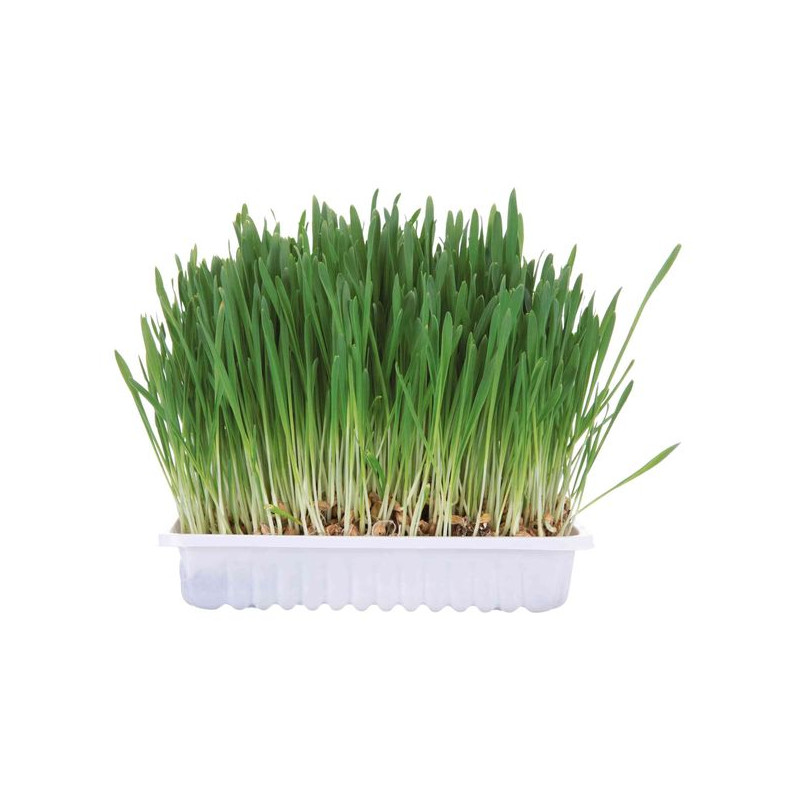 Bac D'Herbe Aux Petits Animaux. 100 G de Trixie - Produit pour animaux dans Nourriture pour rongeurs