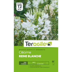 Cleome reine blanc 0.50 g de Teragile - produits pour le jardin dans Graines de fleurs en C