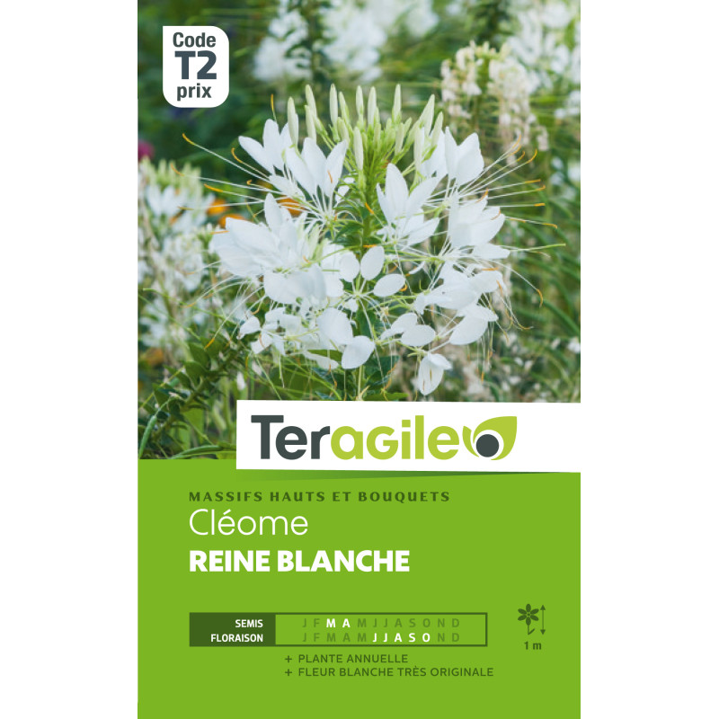 Cleome reine blanc 0.50 g de Teragile - produits pour le jardin dans Graines de fleurs en C