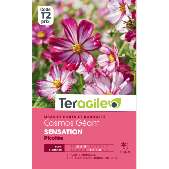 Cosmos geant sensation picotee  1.00 g de Teragile - produits pour le jardin dans Graines de fleurs en C