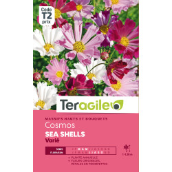 Cosmos sea shells varie 1.00 g de Teragile - produits pour le jardin dans Graines de fleurs en C