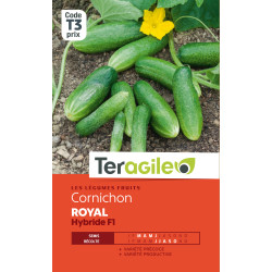 Cornichon royal hf1 1.5 g de Teragile - produits pour le jardin dans Graines de Cornichon