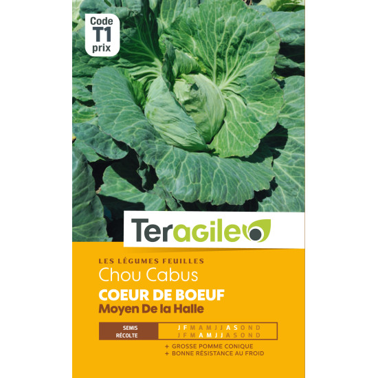 Chou cabus coeur de bœuf/halle t1 teragile de Teragile - produits pour le jardin dans Graines de Chou