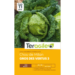 Chou milan gros des vertus 3 t1 teragile de Teragile - produits pour le jardin dans Graines de Chou