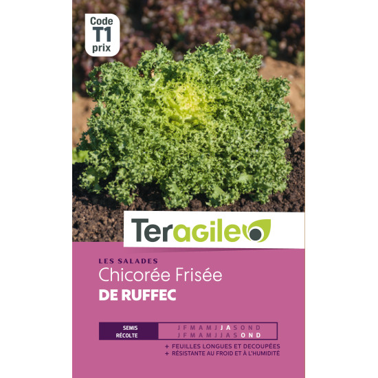 Chicoree frisee de ruffec t1 teragile de Teragile - produits pour le jardin dans Graines de Chicoree