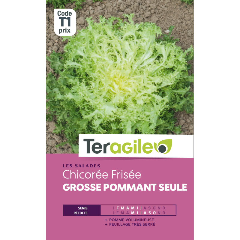 Chicoree frisee gs pommant seul t1 teragile de Teragile - produits pour le jardin dans Graines de Chicoree