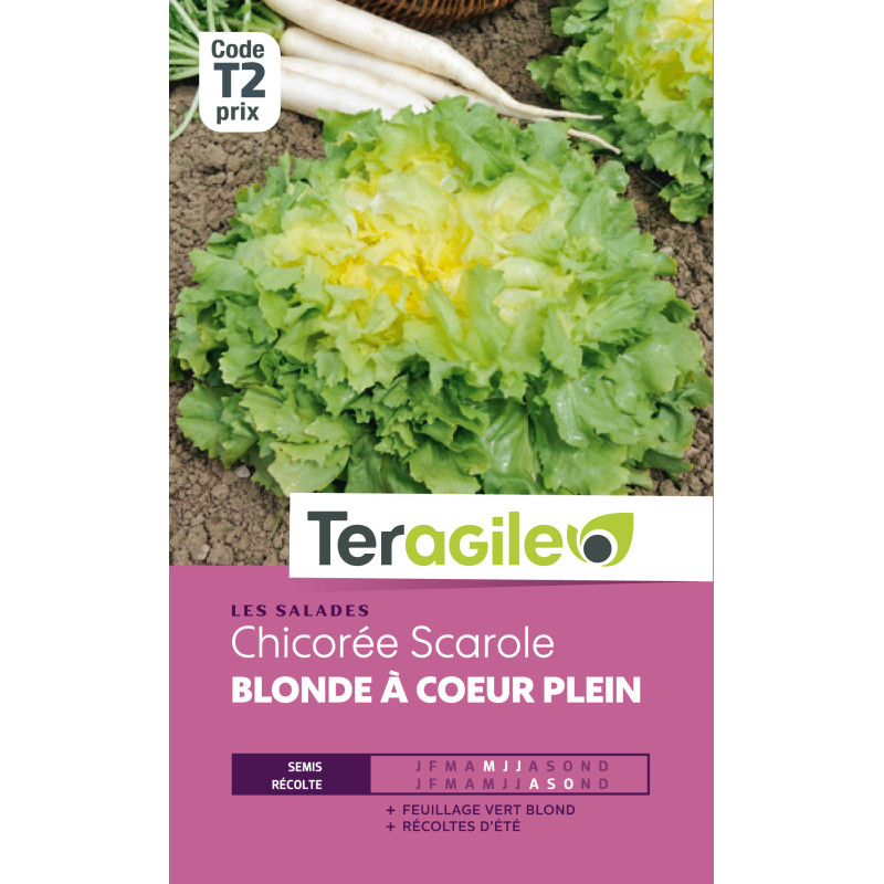 Chicoree scarole blonde a coeur plein 4.00 g de Teragile - produits pour le jardin dans Graines de Chicoree