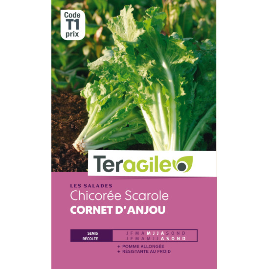 Chicoree scarole cornet anjou t1 teragile de Teragile - produits pour le jardin dans Graines de Chicoree