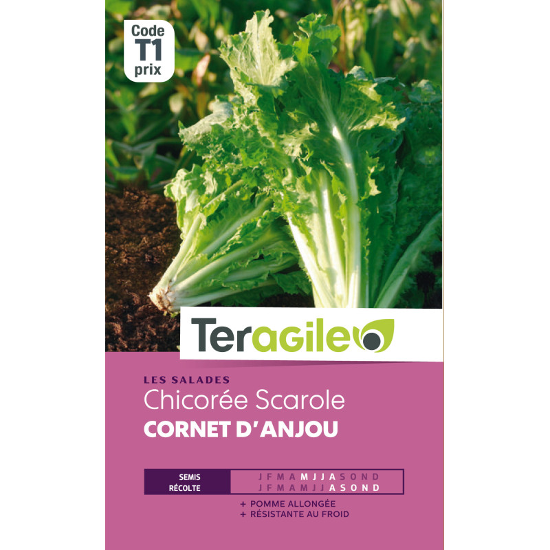 Chicoree scarole cornet anjou t1 teragile de Teragile - produits pour le jardin dans Graines de Chicoree