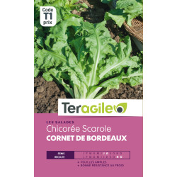 Chicore scarol cornet bordeaux t1 teragile de Teragile - produits pour le jardin dans Graines de Chicoree