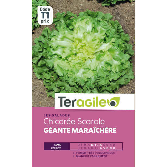 Chicoree scarole gte maraich. t1 teragile de Teragile - produits pour le jardin dans Graines de Chicoree
